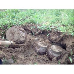 哪里可以買到地窖酒 地窖酒 歡迎您來(lái)品嘗客泉醇酒廠批發(fā)